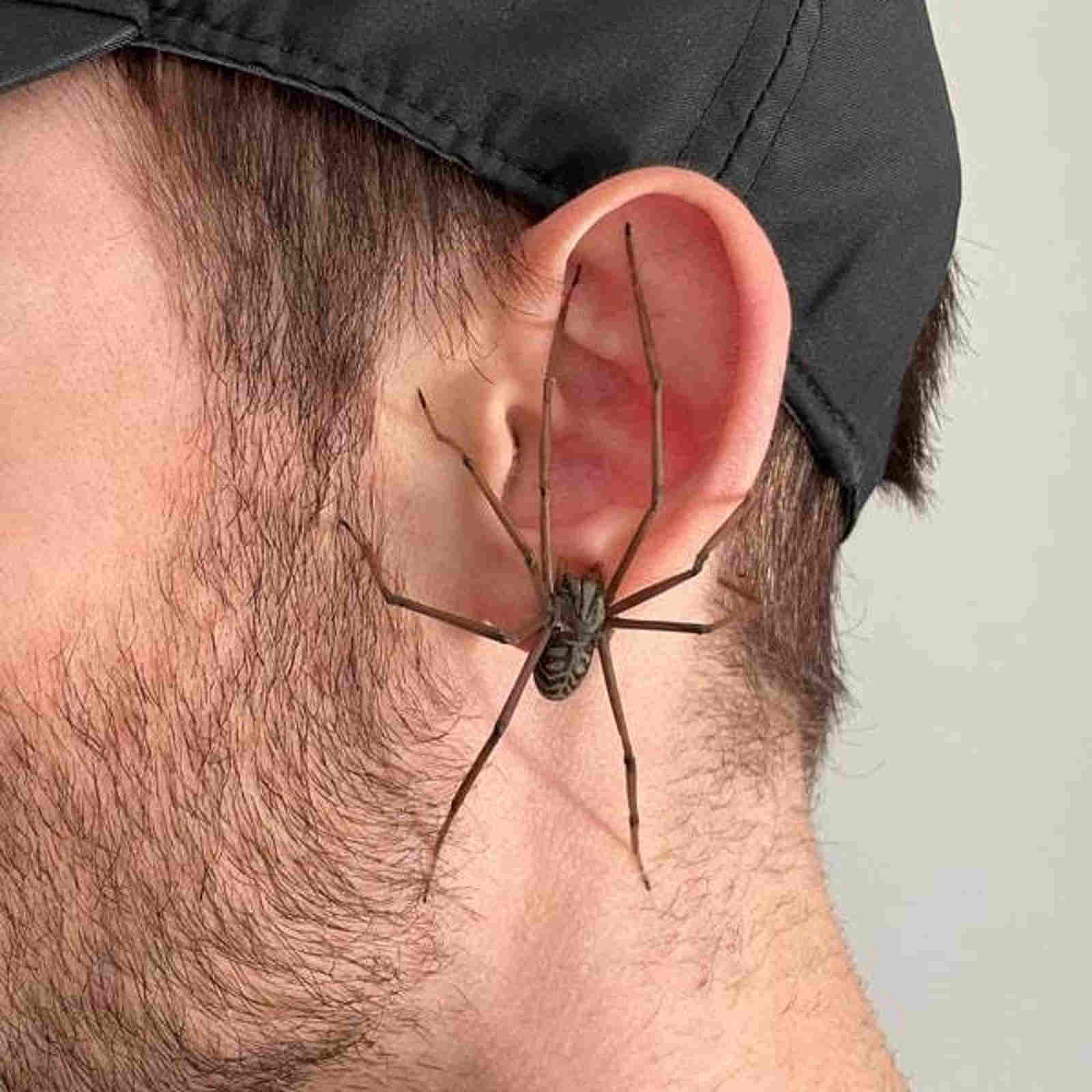 Giant Spider Earrings Personalized big spider earrings for Men Halloween Earrings